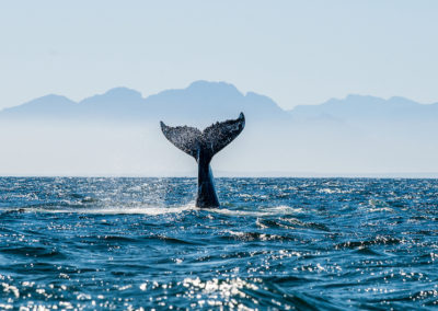 Sunburn Protection Alert: You Are Not a Whale