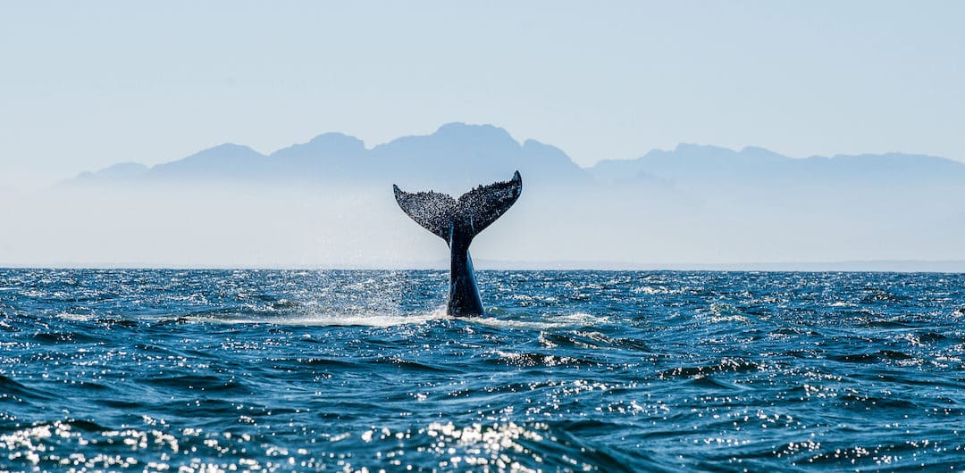 Sunburn Protection Alert: You Are Not a Whale